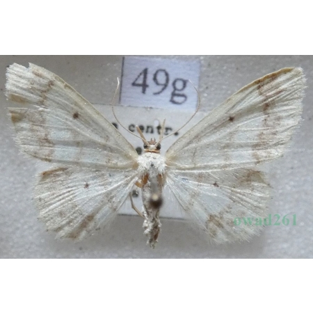 Idaea biselata (Hufnagel, 1767) Krocznik ogrodowiak Czech49g